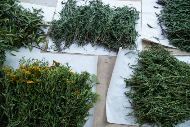 Fresh Norwegian wild herbs laid out for drying