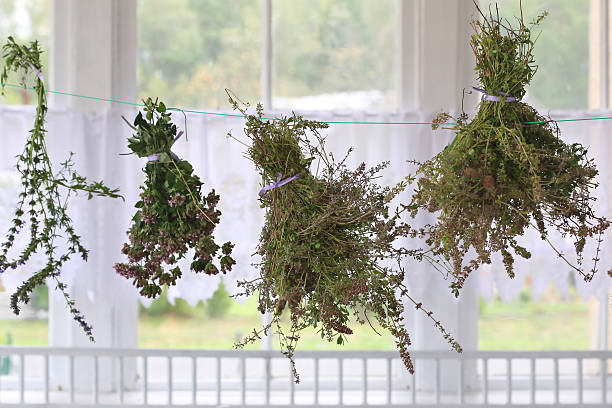 Hand-picked herbs drying in a Norwegian countryside kitchen