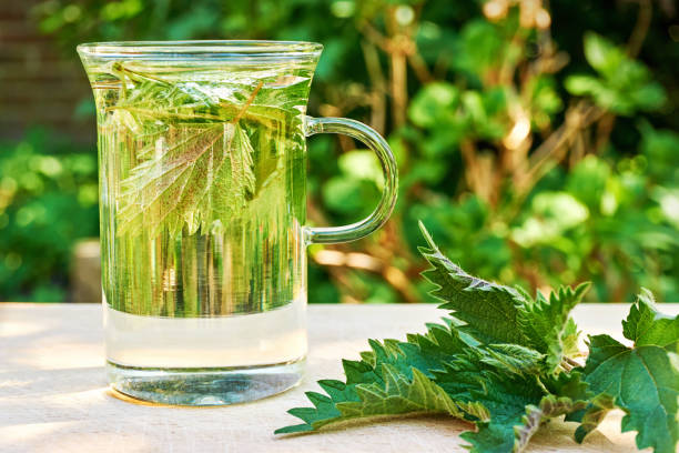 Nettle and birch leaves collected in a Norwegian forest